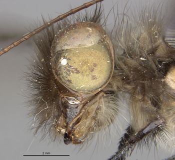 Media type: image;   Entomology 11264 Aspect: head lateral view